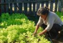 EL PROGRAMA HUERTA FAMILIAR ACOMPAÑA A 500 FAMILIAS EN MÁS DE 20 BARRIOS DE CONCORDIA