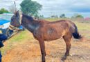 La policía de Concordia rescató a un equino en estado de maltrato