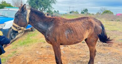 La policía de Concordia rescató a un equino en estado de maltrato