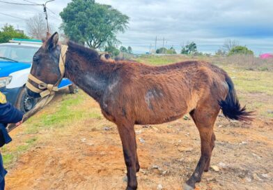 La policía de Concordia rescató a un equino en estado de maltrato