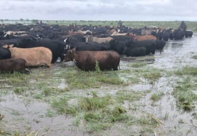“Se inunda todo”: impactantes imágenes de un éxodo obligado para salvar las vacas