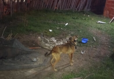 Rescataron a otro perro abandonado y ya son nueve los salvados en cinco días