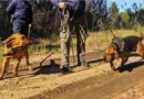 Perros policiales localizaron en buen estado a un hombre que era buscado en zona rural del departamento Concordia