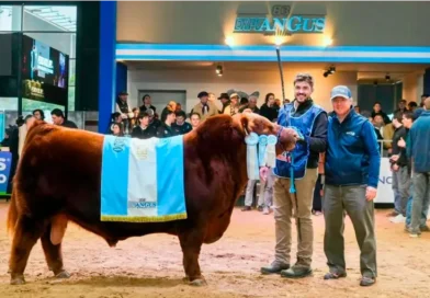 Se vendió el 50% de un toro Angus por un precio récord de $300 millones