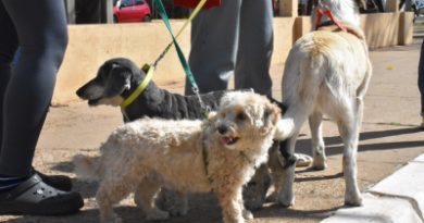EL PROGRAMA DE ESTERILIZACIONES GRATUITAS CONTINÚA RECORRIENDO BARRIOS
