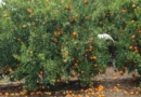 Entraron a una quinta por citrus a robar y uno de ellos terminó detenido