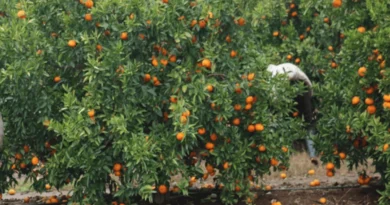 Entraron a una quinta por citrus a robar y uno de ellos terminó detenido