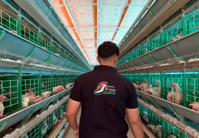 La app de un estudiante entrerriano que ya gestiona 400 mil aves en 11 granjas de todo el país
