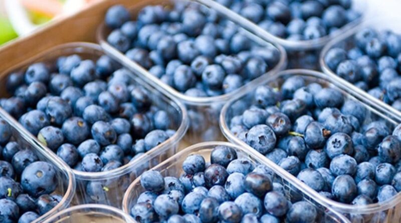 Arandaneros locales estiman una caída de hasta el 35% en la producción del fruto azul