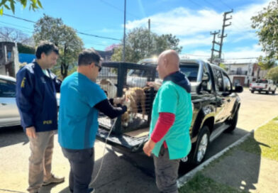 Dos pitbull fueron retirados tras escapar de una vivienda tras un ataque fatal a otra perra