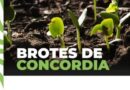 IMPULSO A LA PRODUCCIÓN LOCAL: LA MUNICIPALIDAD ABRE LA CONVOCATORIA PARA “BROTES DE CONCORDIA”