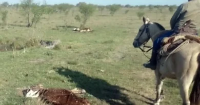 Denunciaron el robo de 140 vacas y algunos animales aparecieron misteriosamente muertos