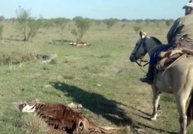 Denunciaron el robo de 140 vacas y algunos animales aparecieron misteriosamente muertos