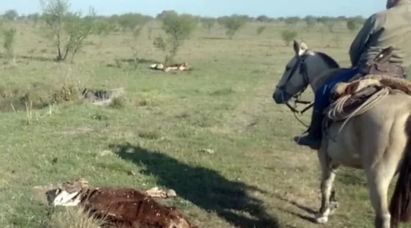 Denunciaron el robo de 140 vacas y algunos animales aparecieron misteriosamente muertos