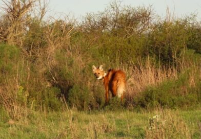 Entre Ríos liberó un nuevo ejemplar de aguará guazú en la Reserva El Potrero