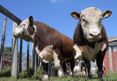 Por segundo año consecutivo no hubo Exposición Rural en Concordia