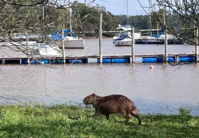 El lago de Salto Grande creció por encima de sus marcas habituales y cubrió las playas del perilago